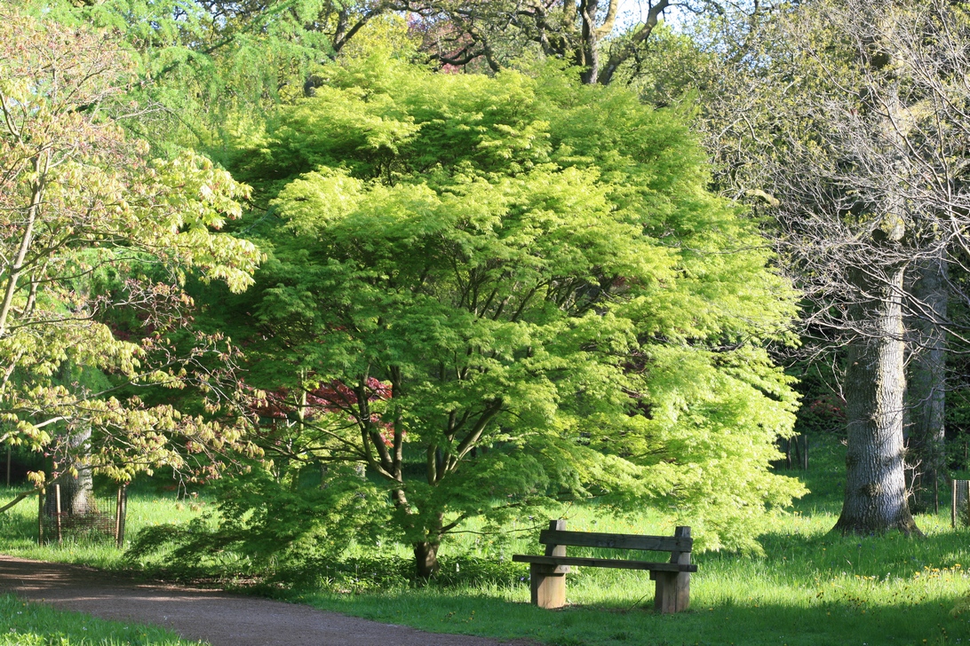 Acer palmatum 'Seiryu'