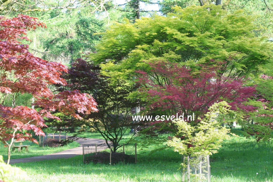 Acer palmatum