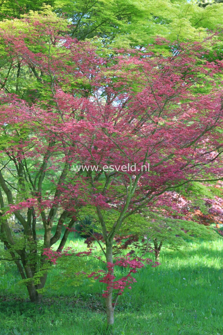 Acer palmatum 'Chishio Improved'