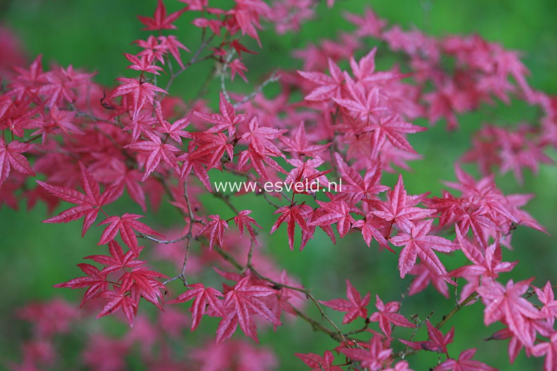 Acer palmatum 'Chishio Improved'