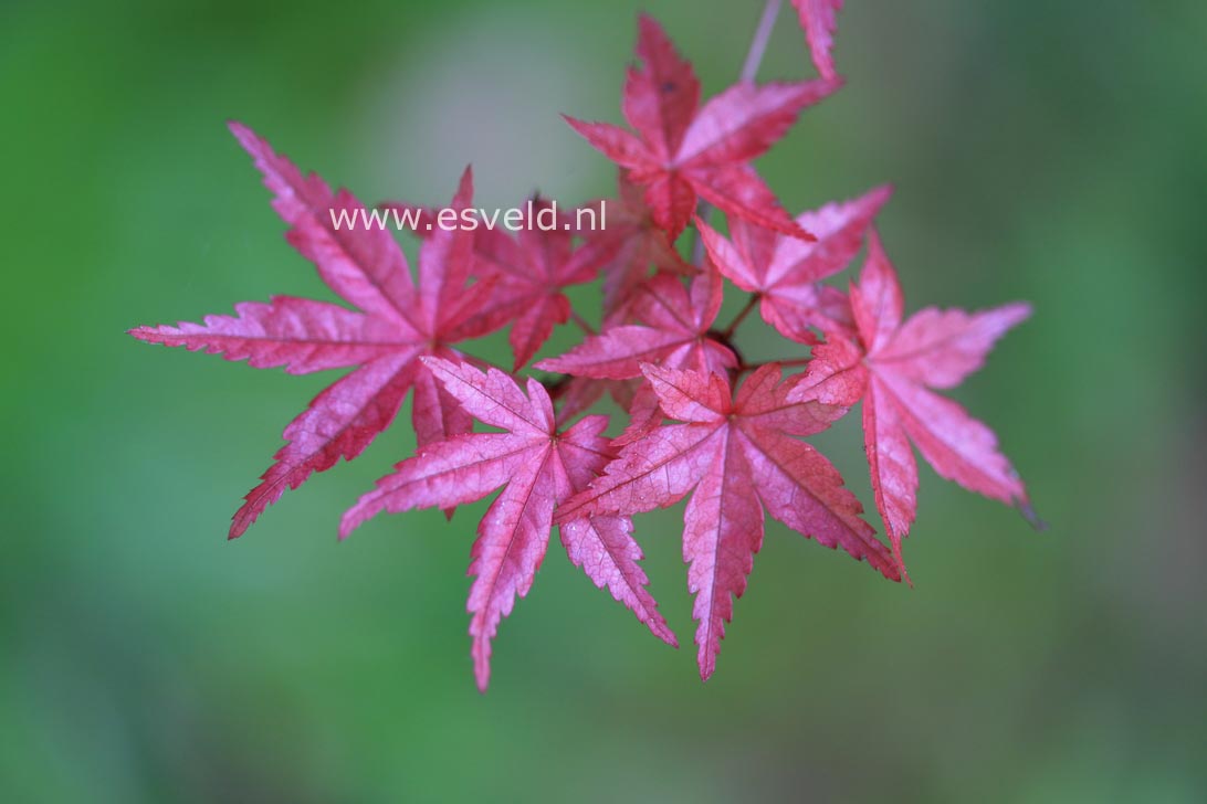 Acer palmatum 'Chishio Improved'