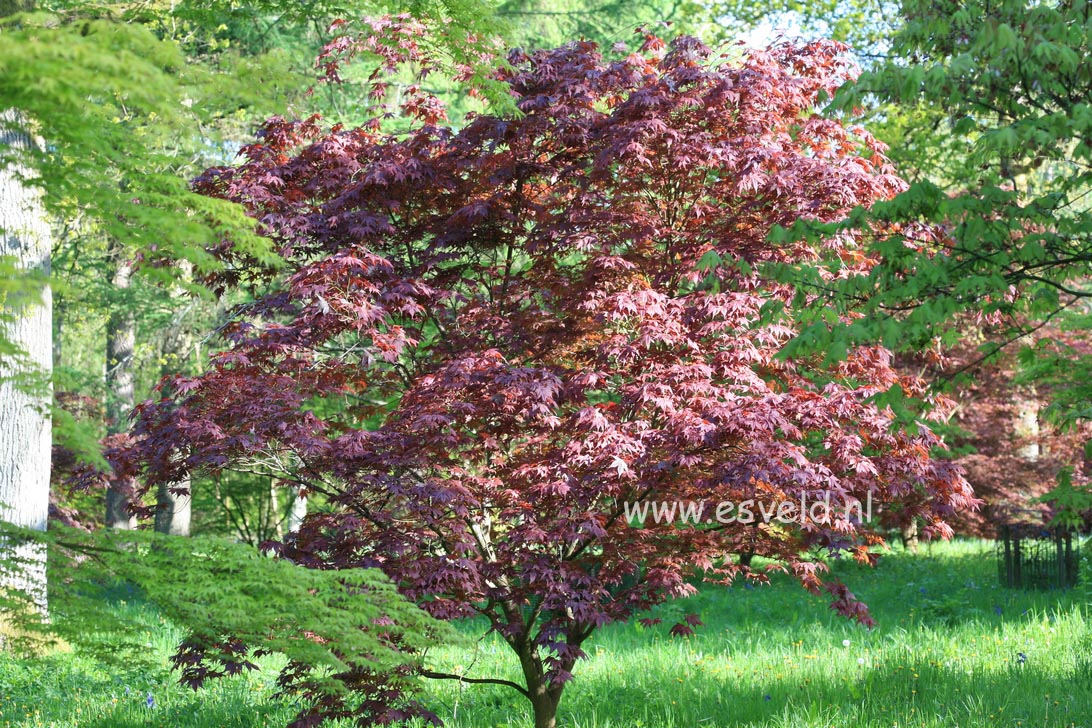 Acer palmatum 'Rubrum'