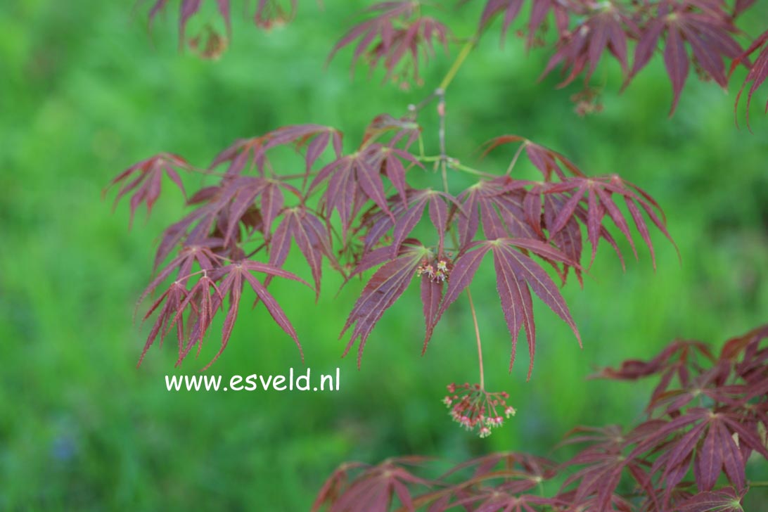 Acer palmatum 'Fior d'Arancio'