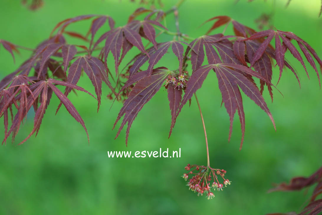 Acer palmatum 'Fior d'Arancio'