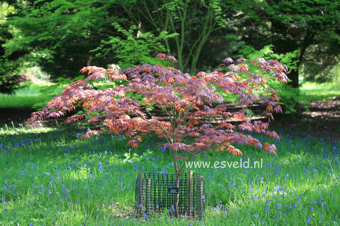 Acer palmatum 'Oshio beni'