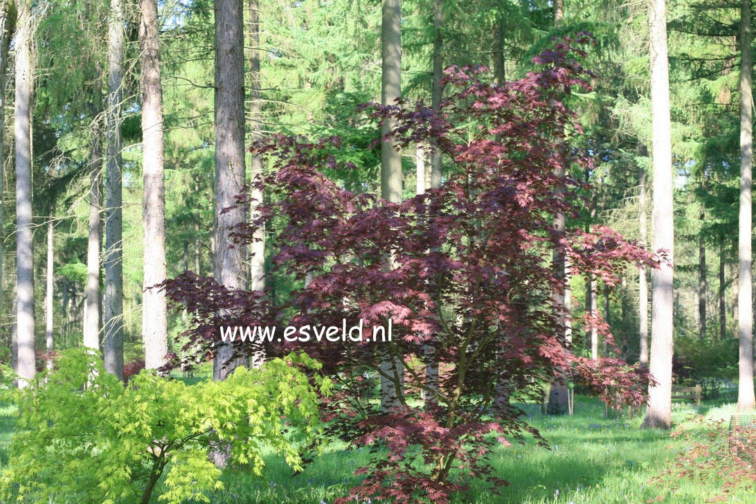 Acer shirasawanum 'Yasemin'