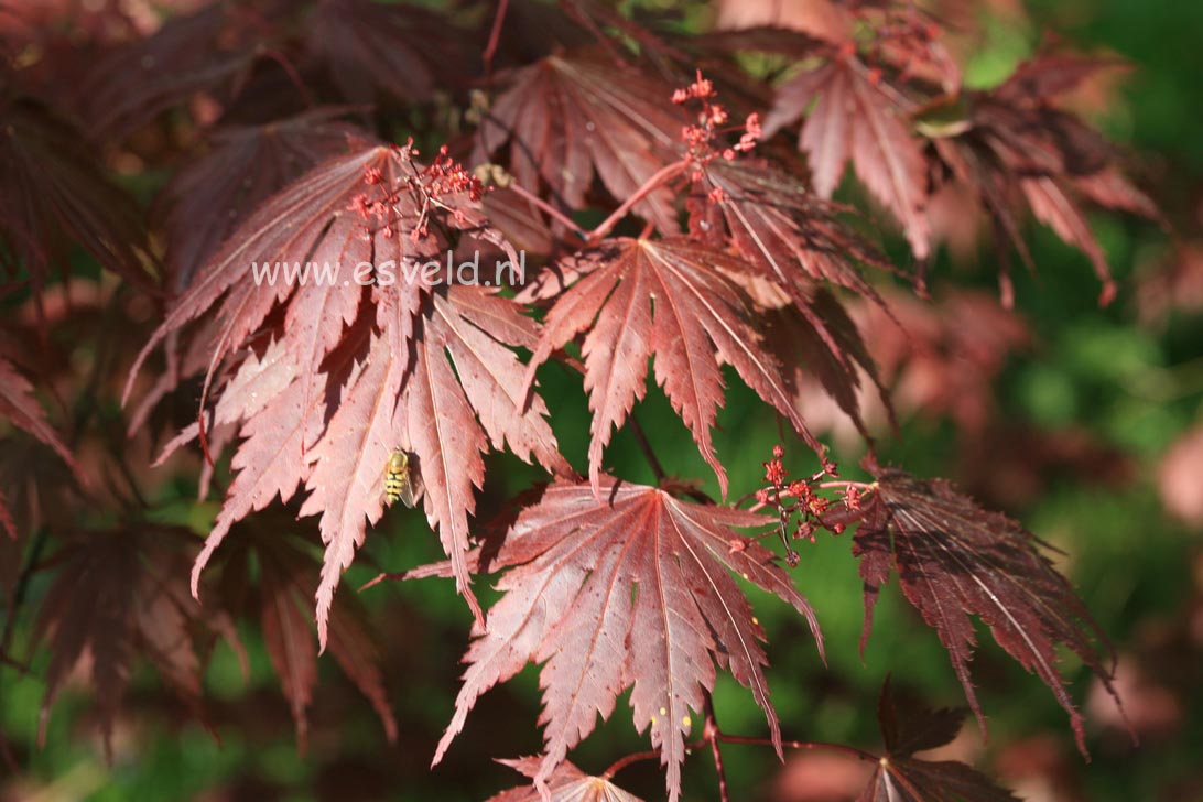 Acer shirasawanum 'Yasemin'