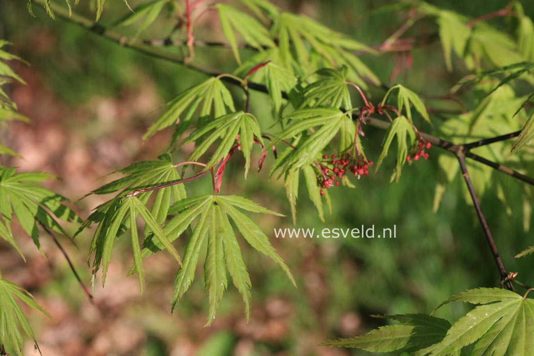 Acer palmatum 'Kurabu yama'