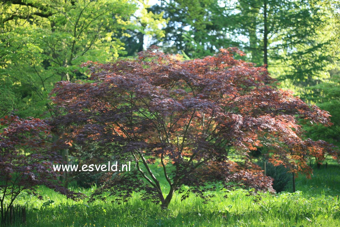 Acer palmatum 'Burgundy Lace'