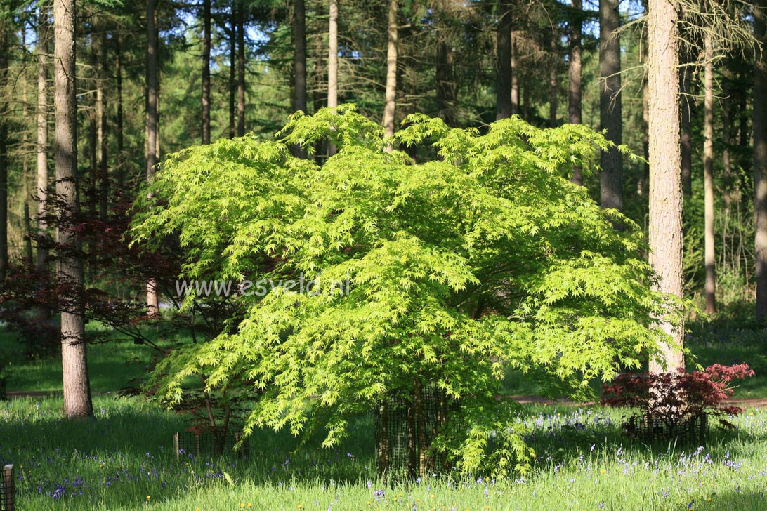 Acer palmatum 'Nishiki gawa'