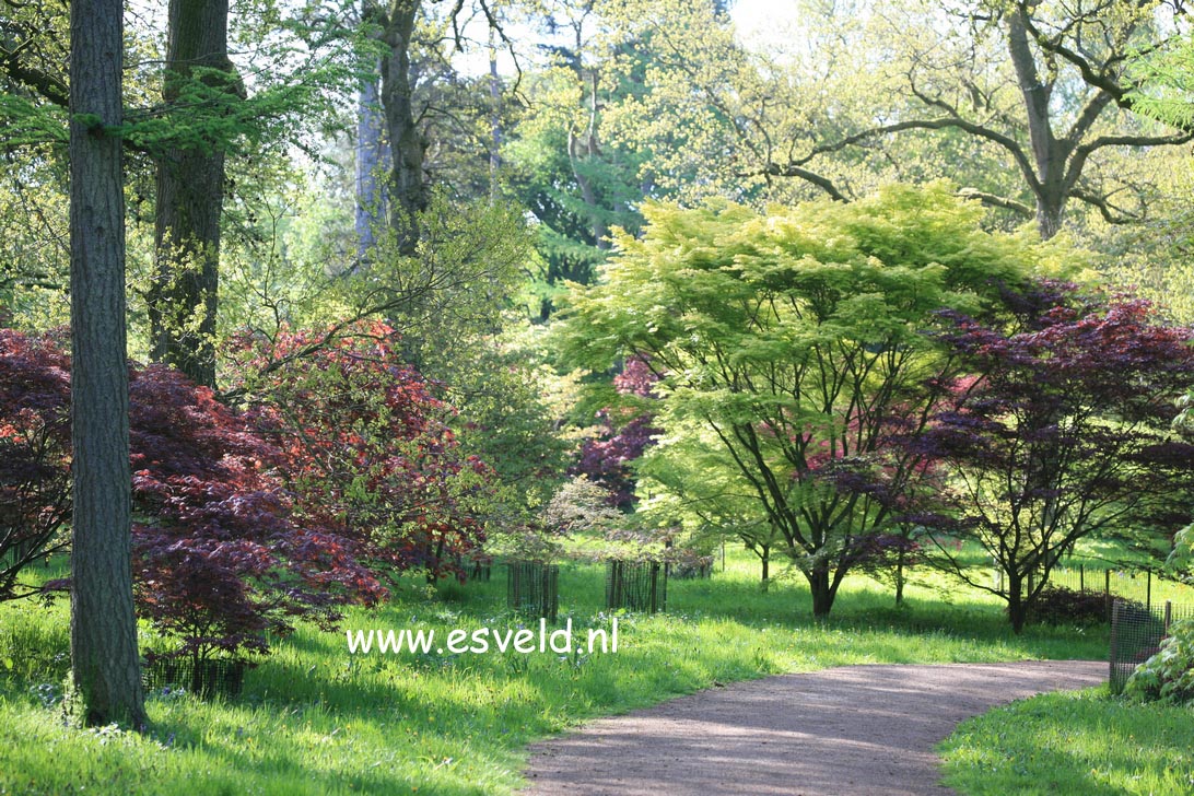 Acer palmatum