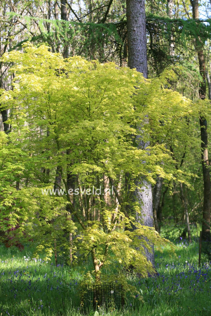 Acer palmatum 'Ueno homare'