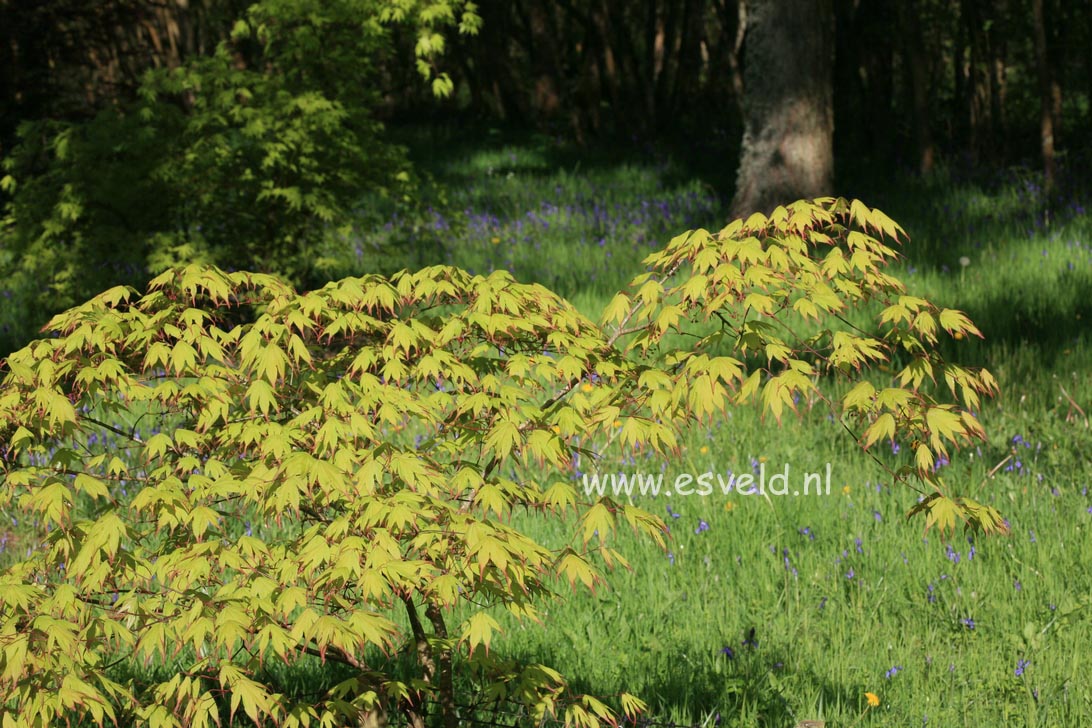 Acer palmatum 'Tsuma gaki'