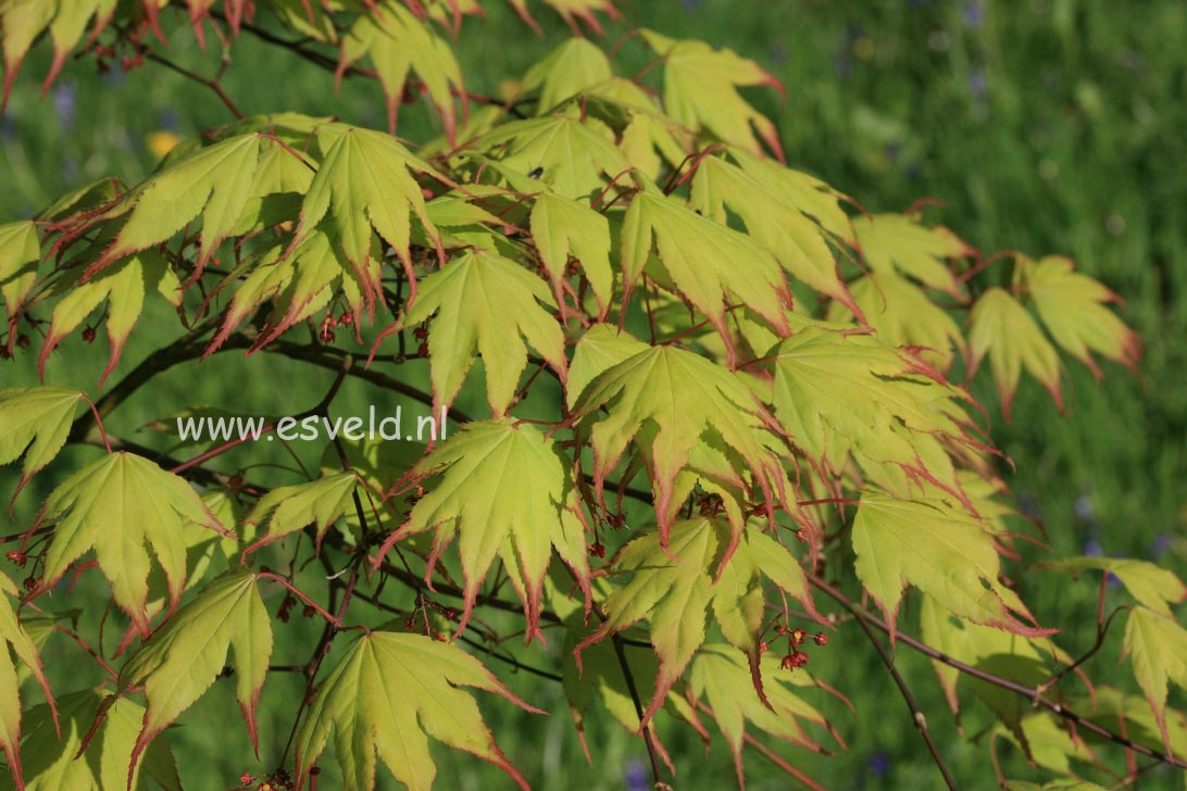 Acer palmatum 'Tsuma gaki'