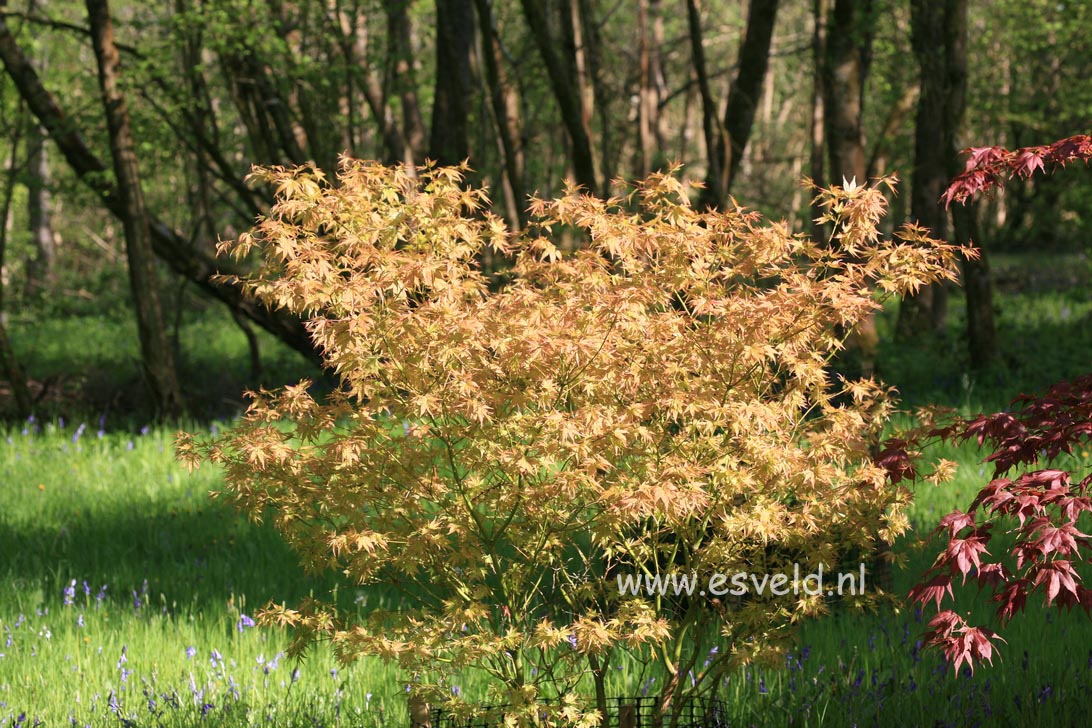 Acer palmatum 'Ryuzu'