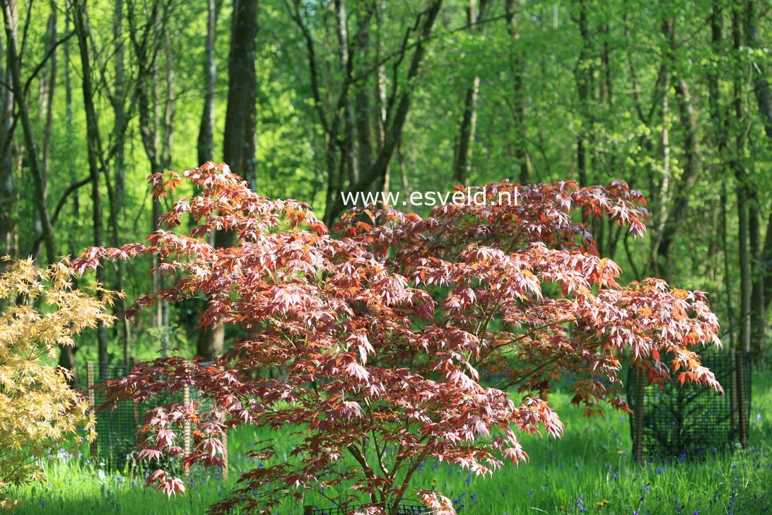 Acer palmatum 'Taimin nishiki'