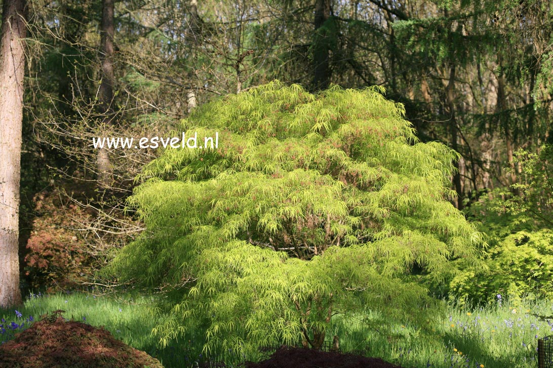 Acer palmatum 'Koto no ito'