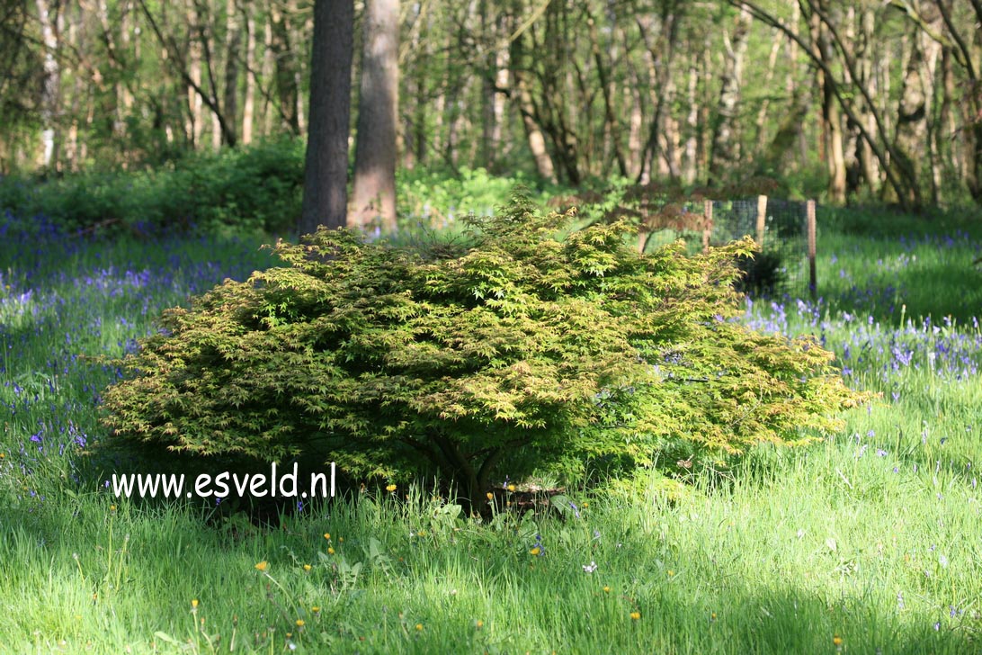 Acer palmatum 'Kiyo hime'