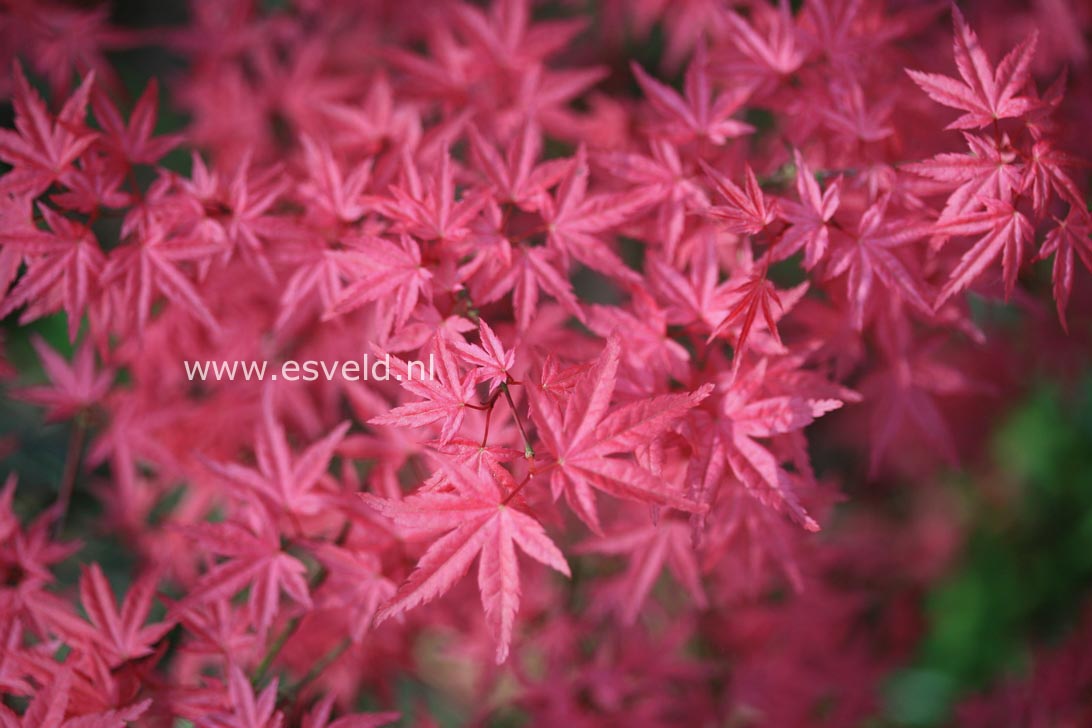 Acer palmatum 'Chishio Improved'