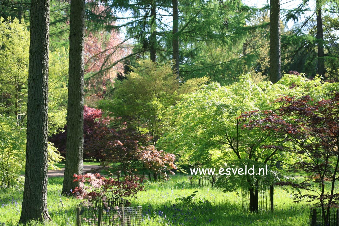 Acer palmatum