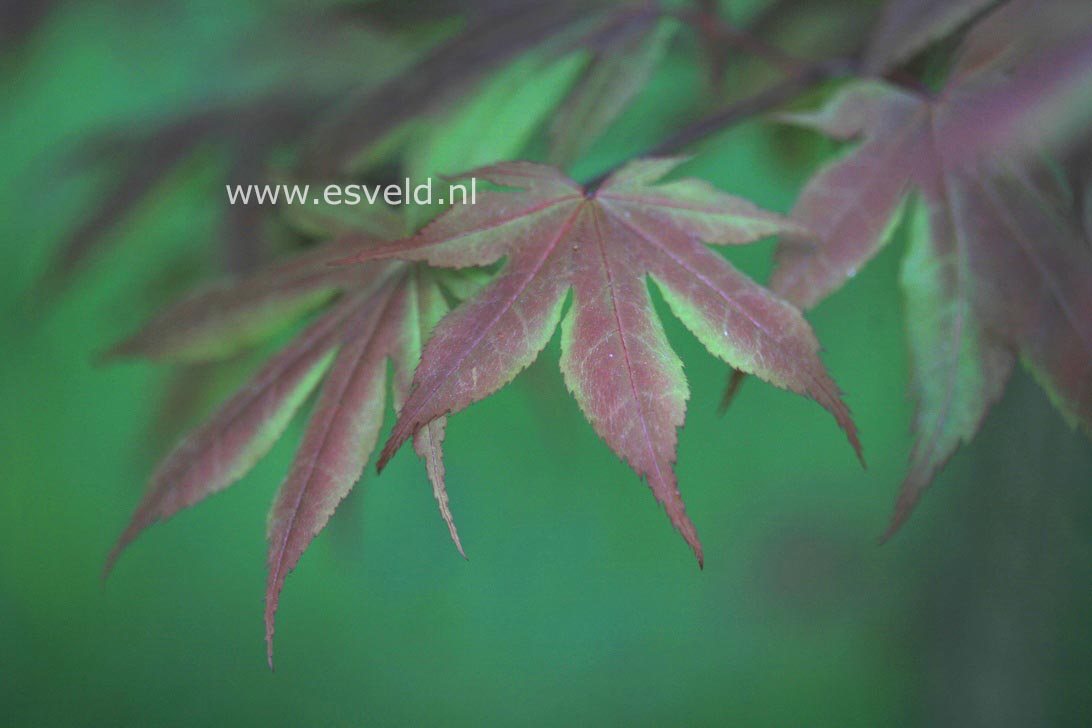 Acer palmatum 'Koba shohjoh'