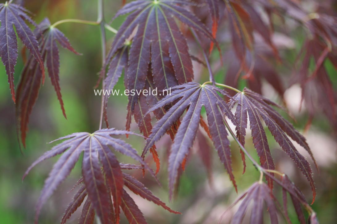 Acer palmatum 'Chikuma no'