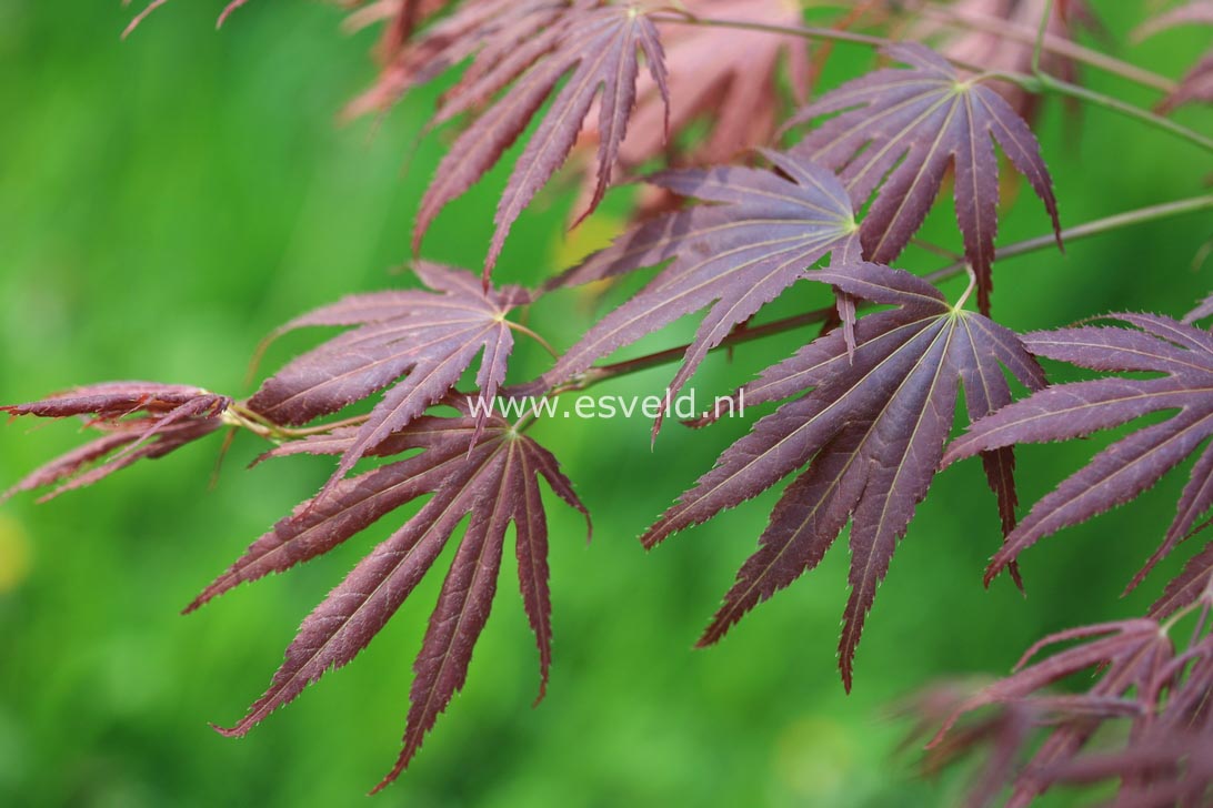 Acer palmatum 'Chikuma no'