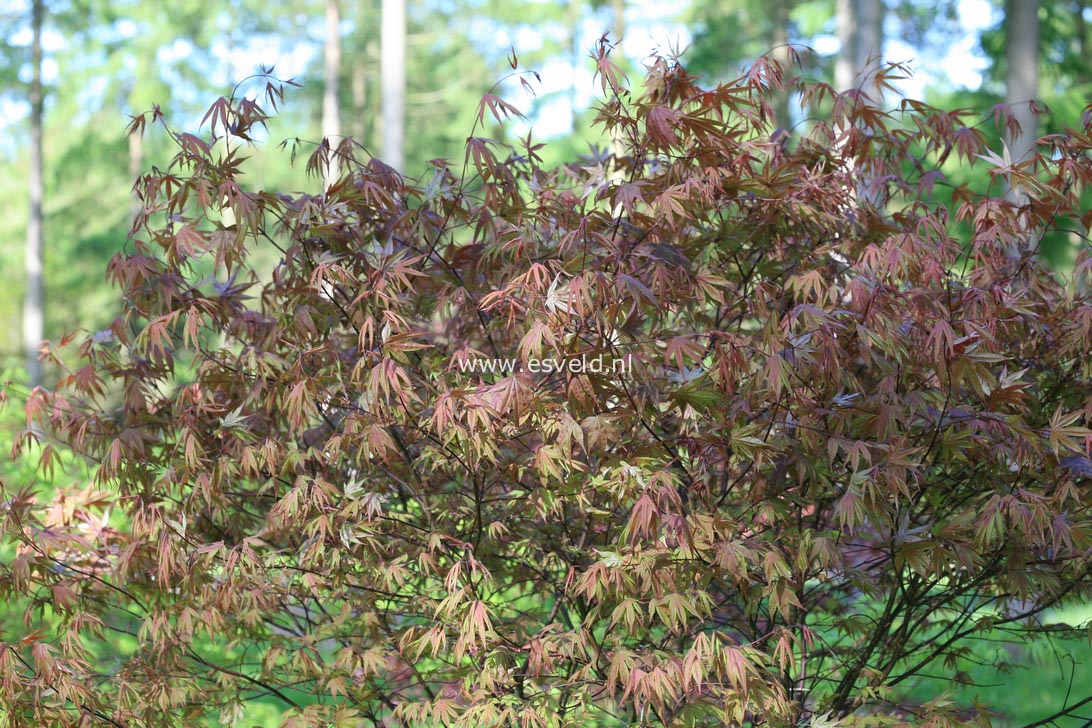 Acer palmatum 'Whitney Red'