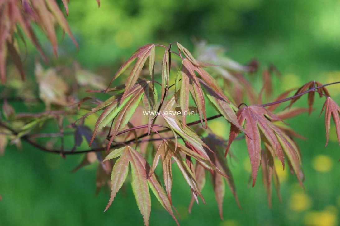 Acer palmatum 'Whitney Red'