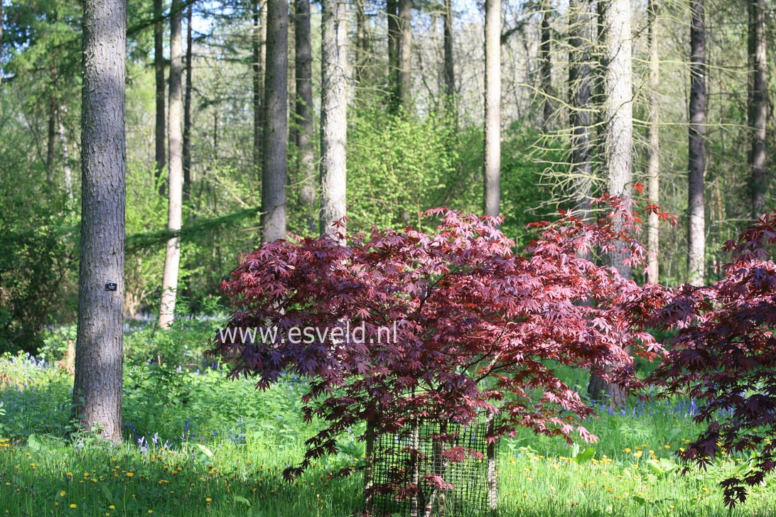 Acer palmatum 'Emperor I'