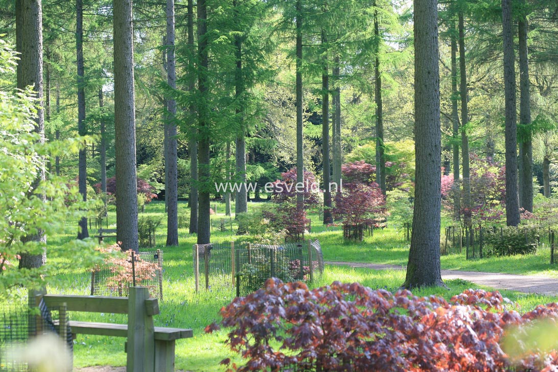 Acer palmatum