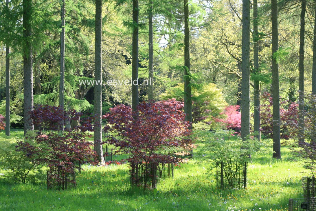 Acer palmatum