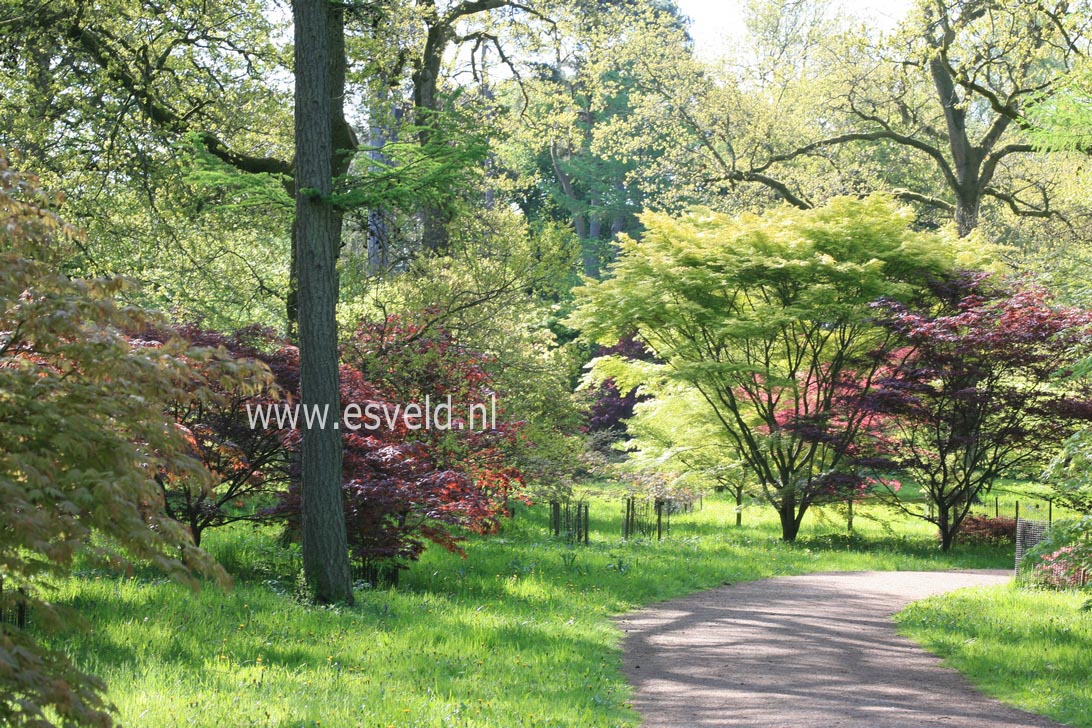 Acer palmatum