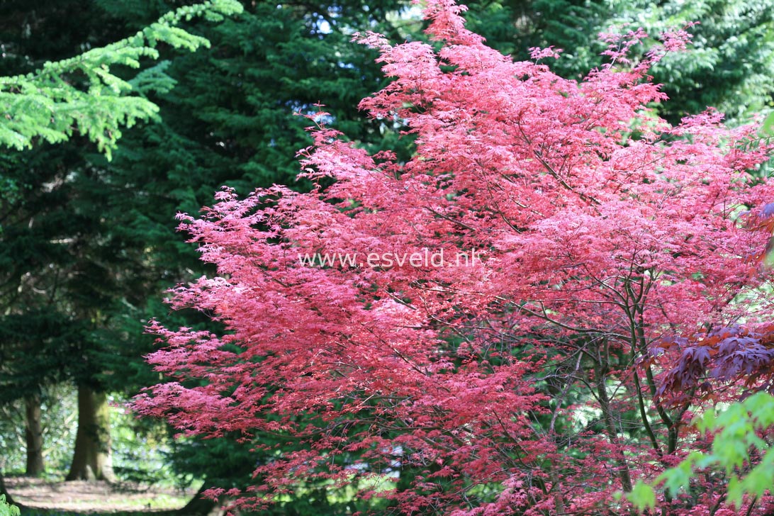 Acer palmatum 'De shohjoh'