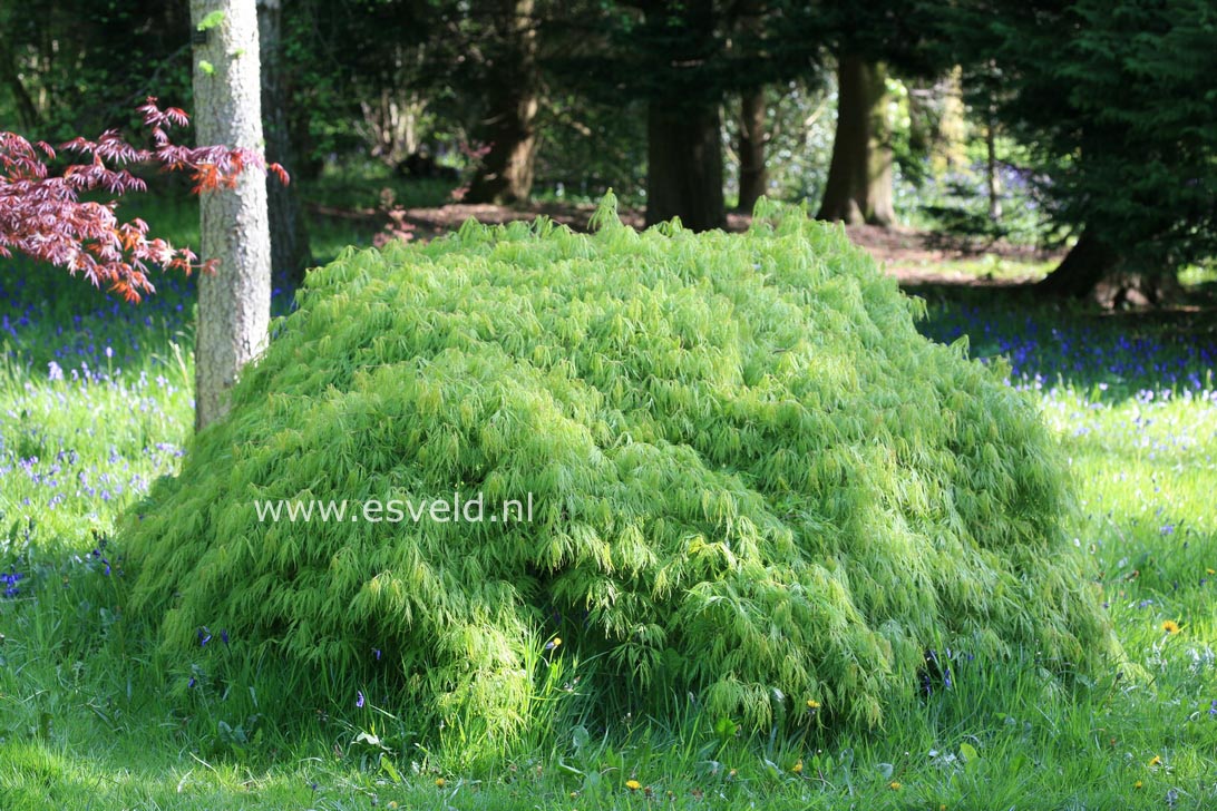 Acer palmatum 'Dissectum'