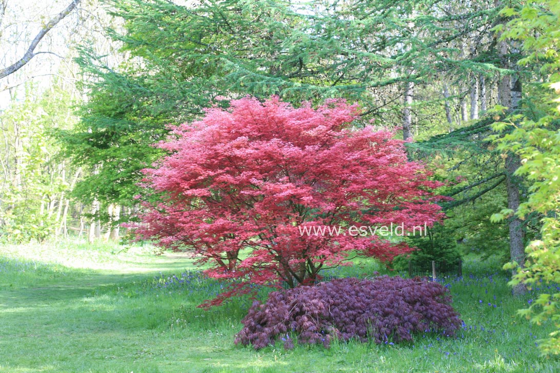 Acer palmatum 'De shohjoh'