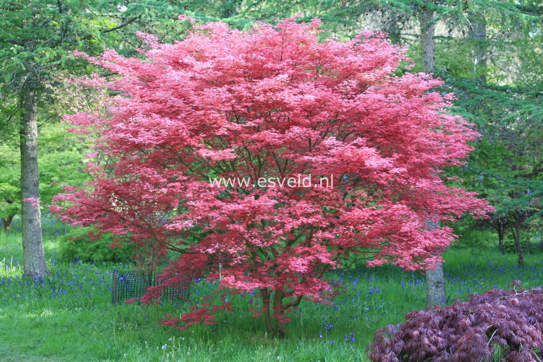 Acer palmatum 'De shohjoh'