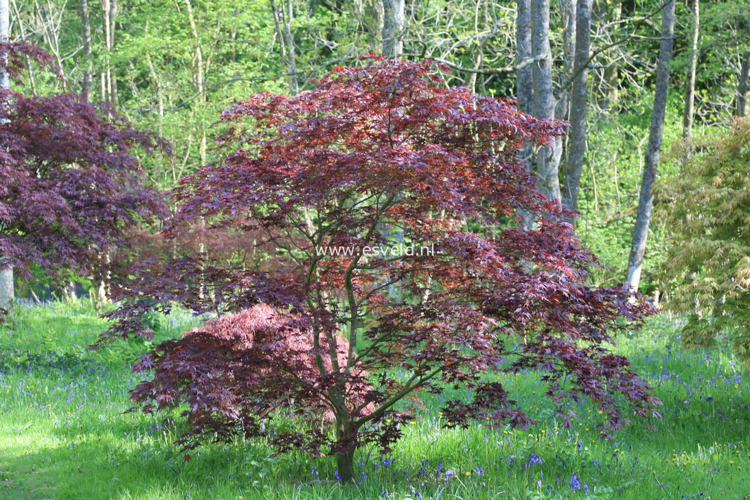 Acer palmatum 'Nigrum'