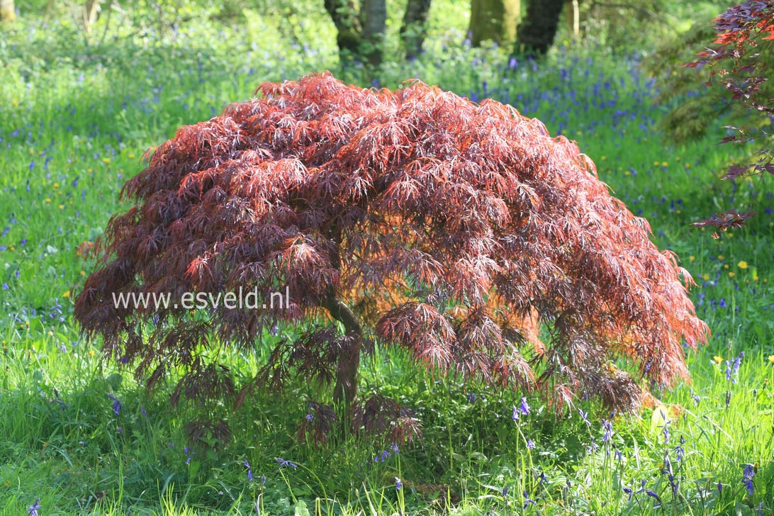 Acer palmatum 'Garnet'