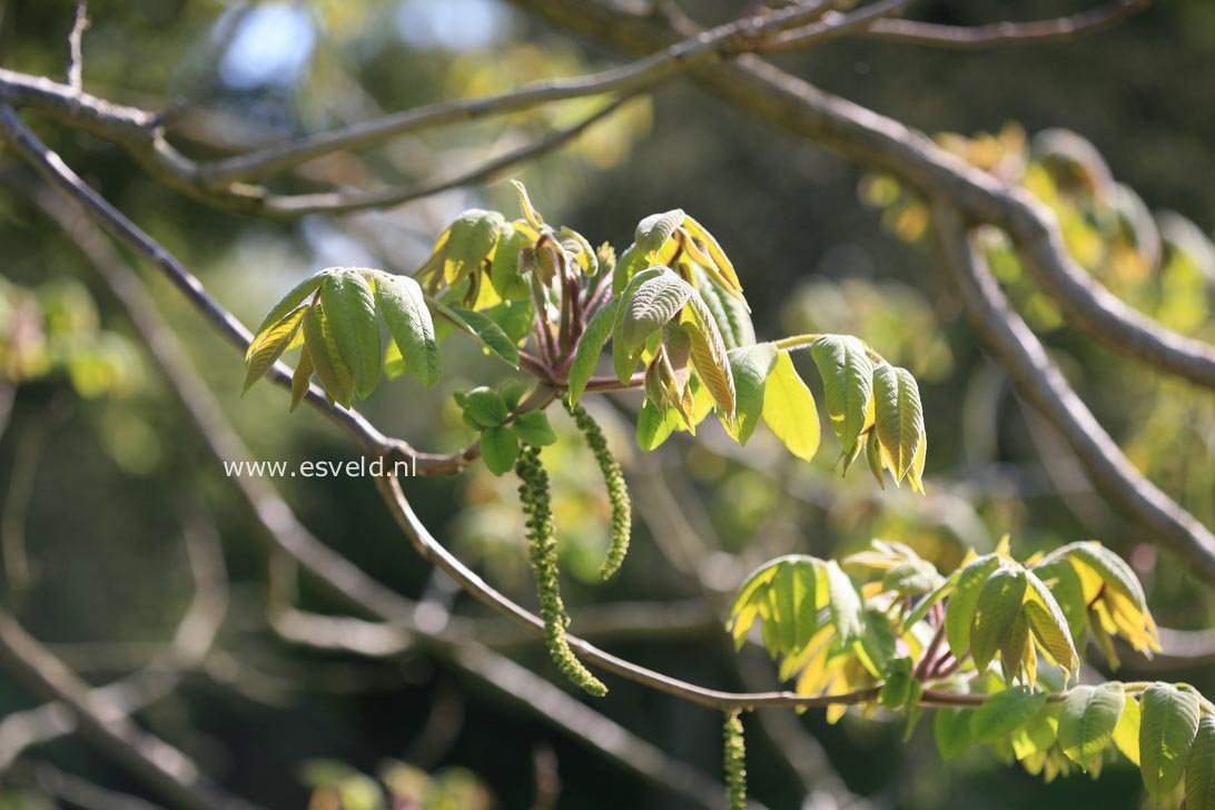 Juglans ailantifolia cordiformis