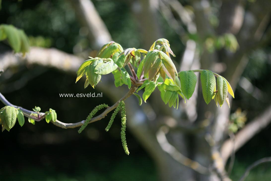 Juglans ailantifolia cordiformis