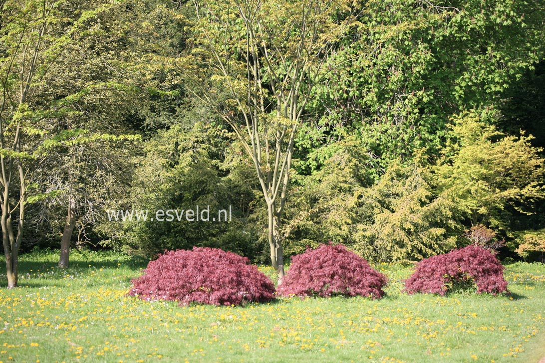 Acer palmatum 'Garnet'