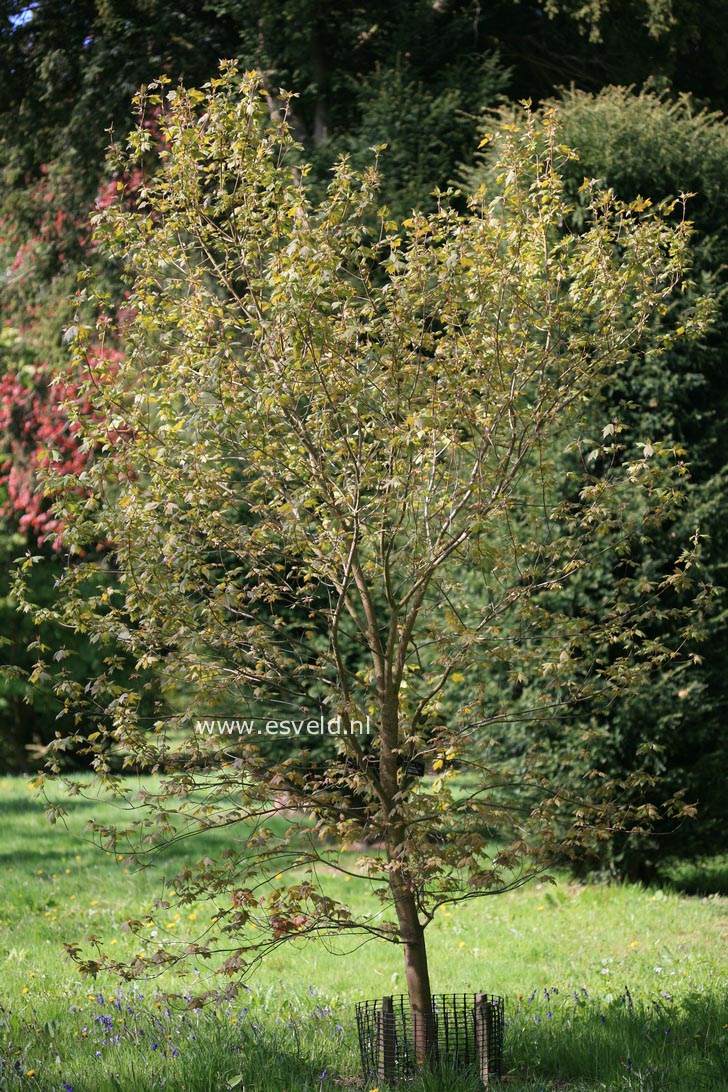Acer pycnanthum