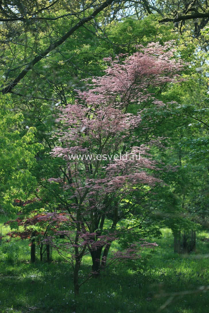 Acer palmatum 'Beni tsukasa'