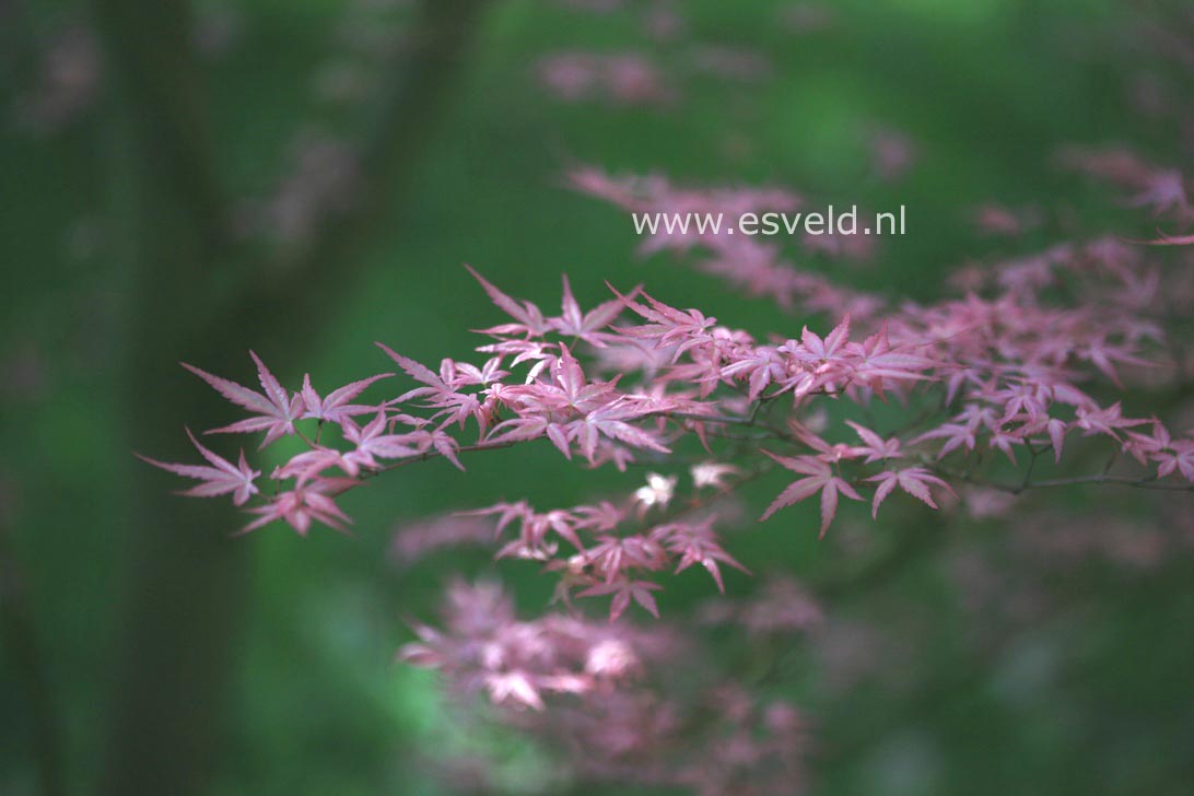 Acer palmatum 'Beni tsukasa'