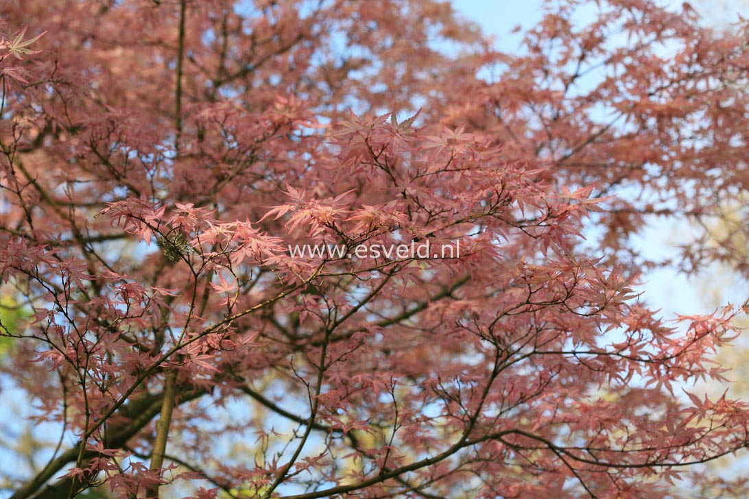 Acer palmatum 'Beni tsukasa'