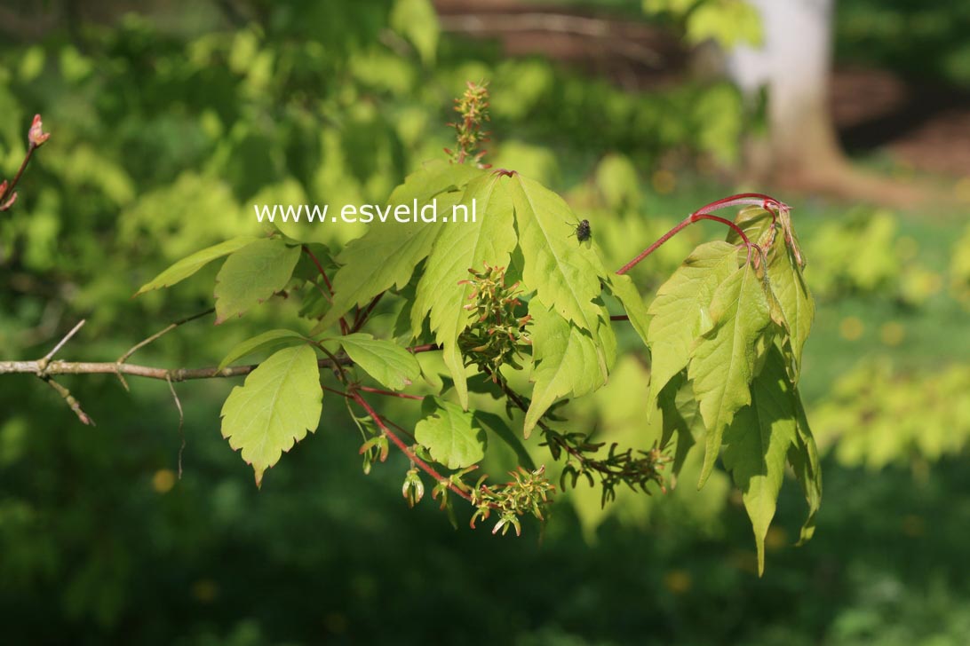 Acer cissifolium