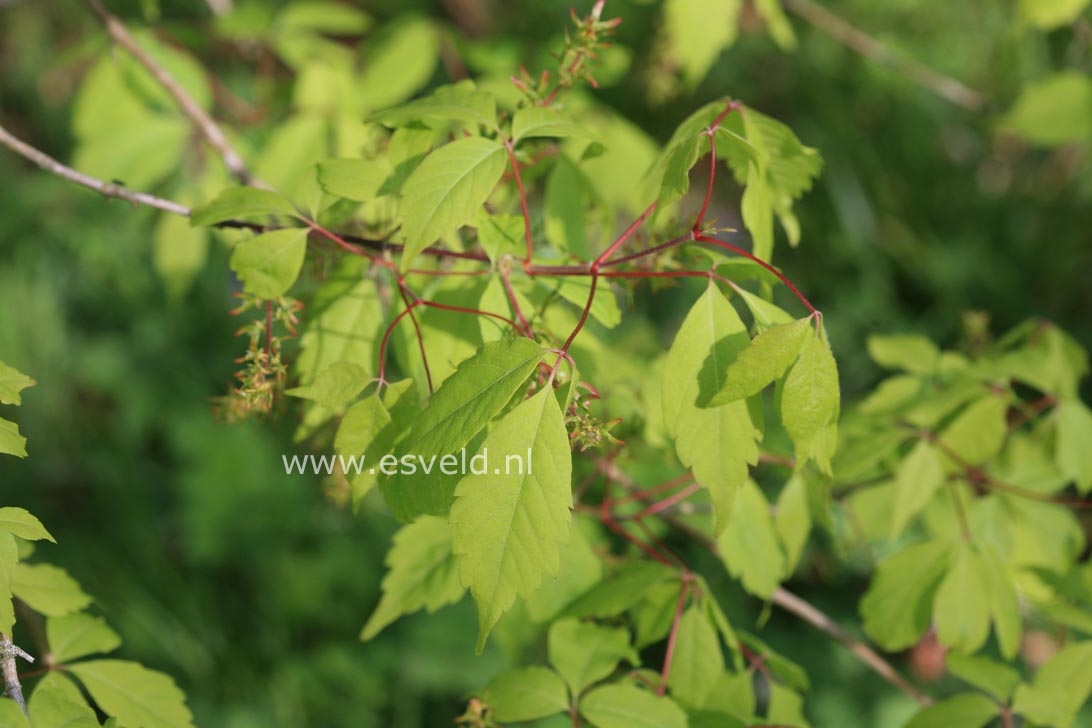 Acer cissifolium