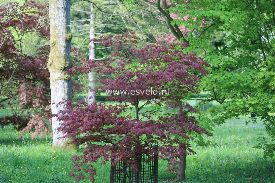 Acer palmatum 'Fior d'Arancio'