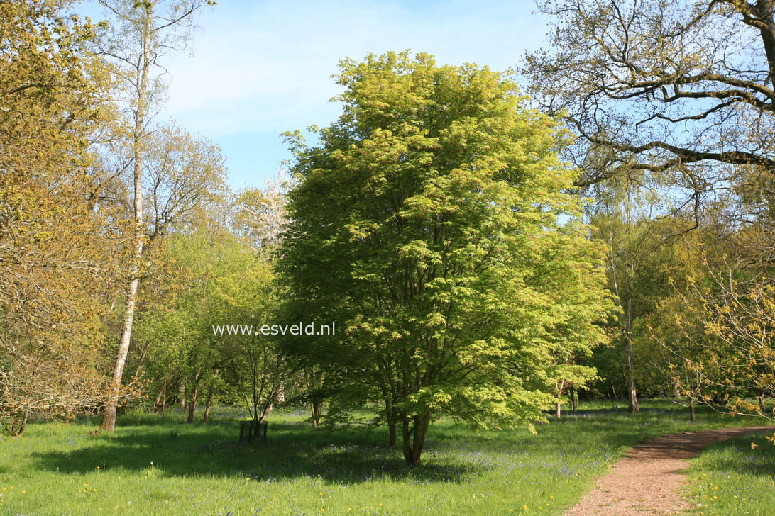 Acer campbellii ssp. flabellatum yunnanense